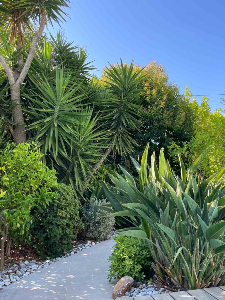 Grands yuccas et touffes de Strelitzia dominant une allée en pierre bordée de galets, Le Cannet