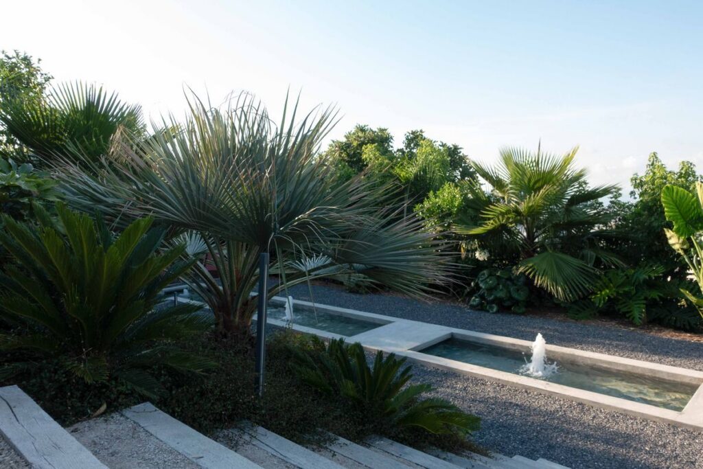 Palmier bleu Brahea armata et Cycas au bord du bassin linéaire, jardin à Nice