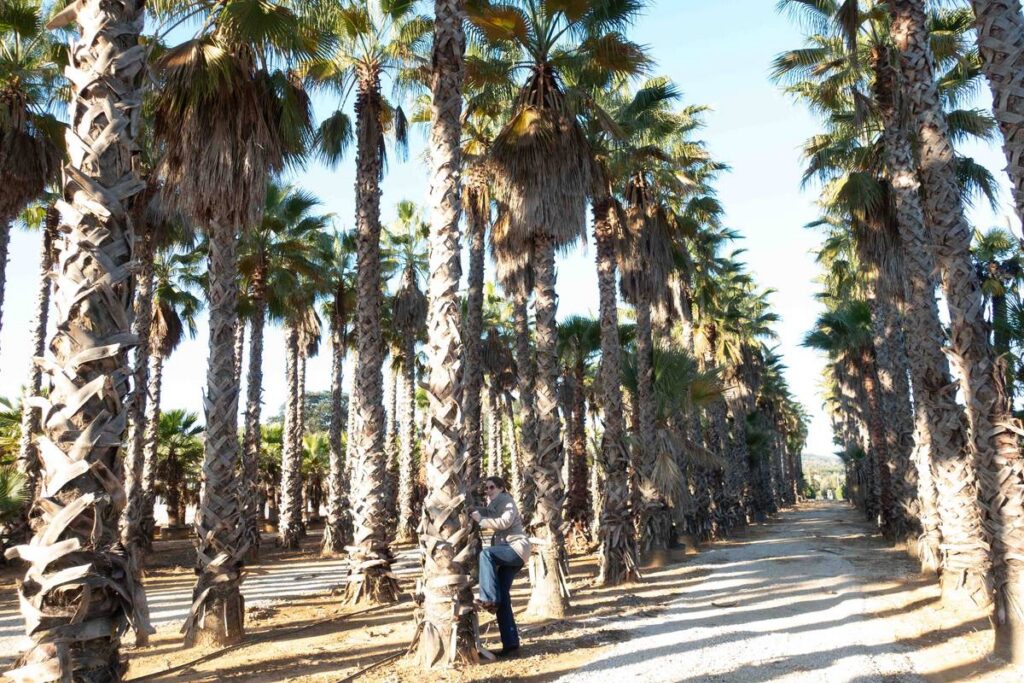 Allée de Washingtonia grands sujets à stipe nu, pépinière Vivaio Aumenta, Pontinia, Latium