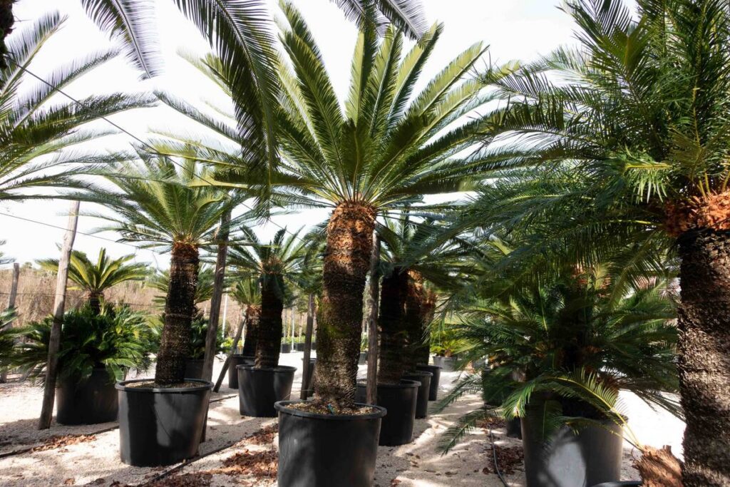 Cycas revoluta gros sujets à stipe épais alignés en containers, pépinière de Pontinia, Latium